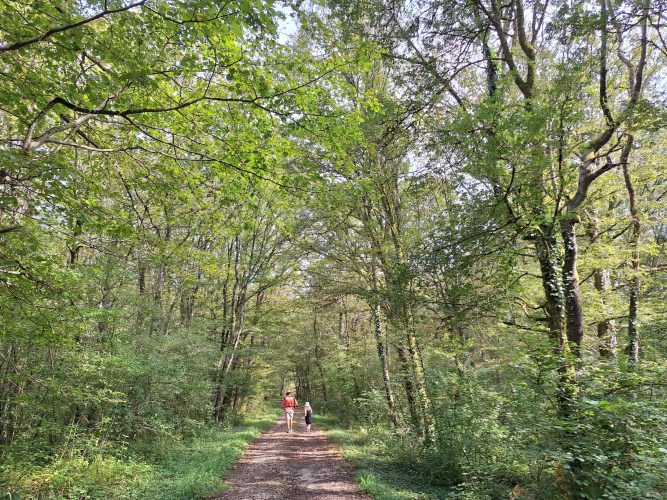 forêt1 forêt1